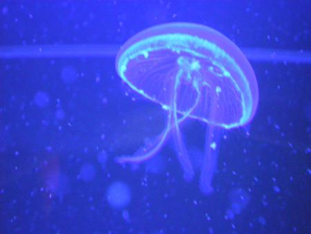 les m�duses de l'�cole...